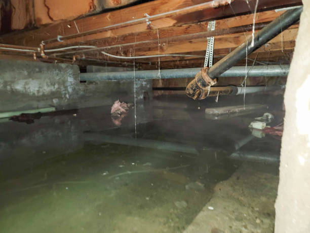 Best Flood damage cleanup  in Pinellas Park, FL